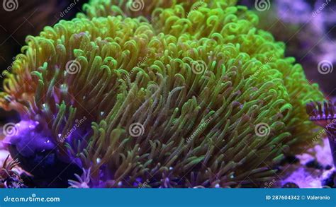  Green Star Polyp, 이 정말 아름다운 해양 생물은 어떻게 먹고 숨쉬는 걸까요?