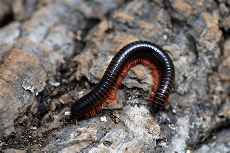  Oklahoma Red-legged Millipede: Its Many Legs Offer Protection Against Predators While Providing Excellent Traction on Steep Forest Slopes!