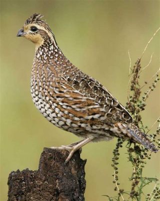   Quail! A Tiny Bird with Remarkable Flying Abilities that Can Swiftly Evade Predators