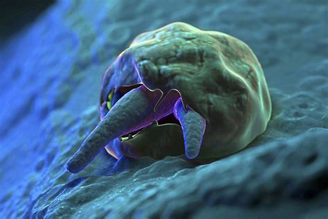  Cryptosporidium! This Tiny Parasite Can Cause Big Trouble for Mammals