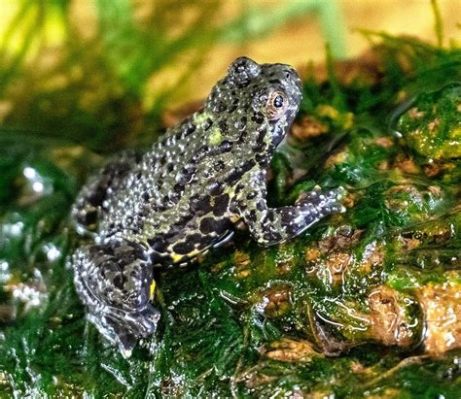  Fire-bellied Toad: An Amphibian Adorned With Jewels That Hops Between Worlds!