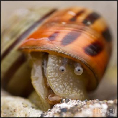  FlorenceCone! Discover the Wonders of this Tiny Snail Hiding Within Seashells