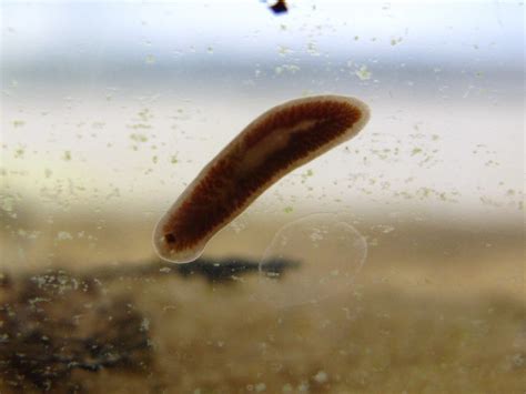  Landschneidella! A Microscopic Flatworm That Dances On Water And Can Regenerate Itself