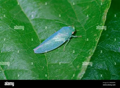  Leafhopper!  The Tiny Acrobats Leaping Through Lush Meadows