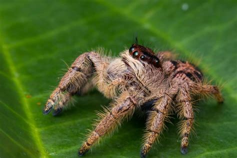  Phillips Giant Jumping Spider! With Its Exceptional Vision And Agile Prowess, It Truly Embodies A Master Hunter Of The Arachnid World.