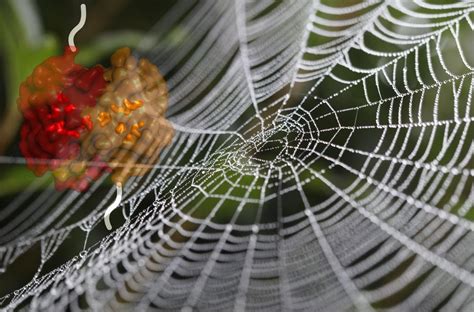  비단굴거미! 밤의 조용한 사냥꾼이자 섬세한 실로 짜는 아름다운 거미집을 소유한 작은 생명체입니다!