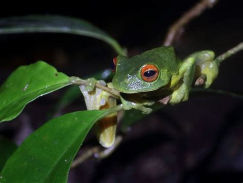   Tree Frog: A Tiny Acrobatic Master Leaping Through Lush Jungle Canopies!