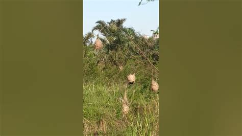  Uganda Cave Weaver!  Its Intricate Web Construction Will Amaze You While Its Carnivorous Nature Will Leave You In Awe