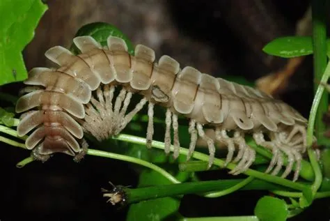  Veiled Millipede: This Armored Arthropod Embraces Nocturnal Mysteries and Delicious Decay!