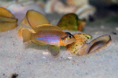  Yellow Mussel: A Curious Shell Dweller That Pumps Its Tiny Heart Like a Miniature Engine!