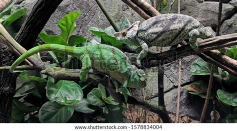  Yemen Chameleon, A Cold-Blooded Master of Disguise Living Amongst Leaves and Branches!