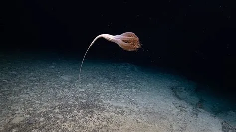  Zoothamnium! Discover This Enigmatic Aquatic Creature Thriving With Its Tentacle-Covered Body